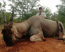 Eland Bull