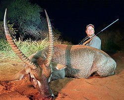 Waterbuck Bull