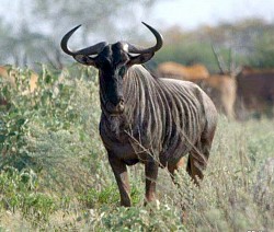 Blue Wildebeest