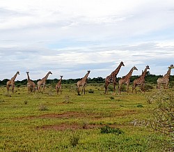 Giraffe