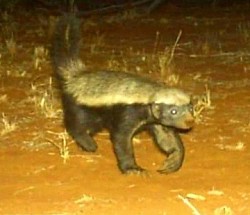 Honey Badger