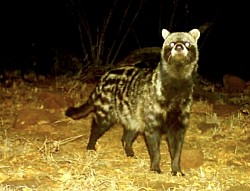 Genet