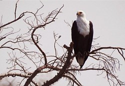 Bird Spotting (Birding)