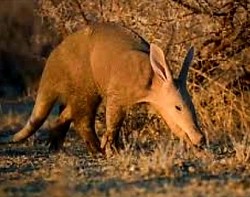 Aardvark (Earth Pig)