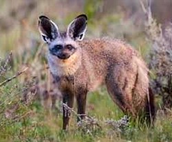 Bat-eared Fox