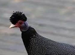 Crested Guinefowl