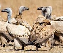 Cape Vultures